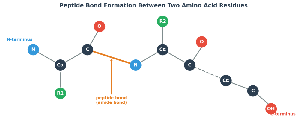 Diagram of a peptide bond forming between two amino acids showing n-terminus and c-terminus