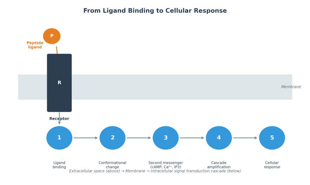 Diagram of a peptide ligand binding a cell-surface receptor and triggering an intracellular signal transduction cascade