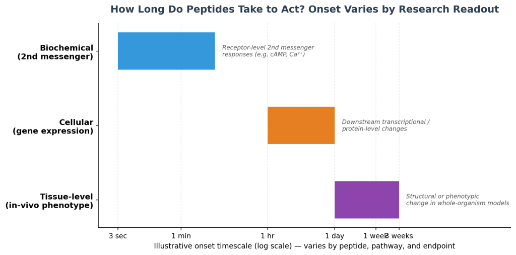 How do peptides work, chart comparing biochemical, cellular, and tissue-level onset timescales for peptide signalling effects in research models