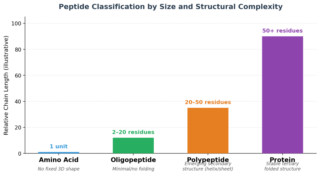 Comparison chart showing relative size and structural complexity of an amino acid, an oligopeptide, a polypeptide, and a folded protein