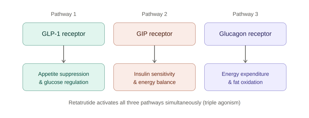 Labelled diagram of retatrutide's three receptor-binding pathways: glp-1, gip and glucagon